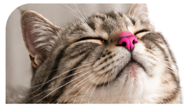 A cat with its eyes closed and its nose painted magenta