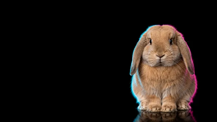Rabbits
